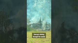 RIP Mama Sunshine #triggerwarning #petloss #funeral #bonfire #sad #death