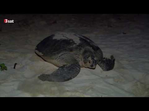 3sat - Die Letzten ihrer Art (3/5)