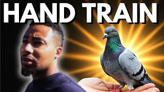 How to hand train a bird