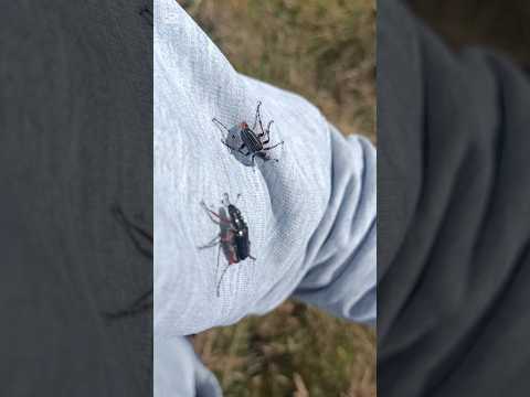 lindos hermosos Aliseros o chaparritas en chitaga norte de Santander Colombia 🇨🇴