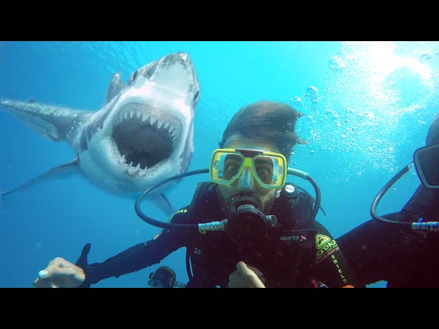 GOPRO SCUBA DIVING IN THE GREAT BARRIER REEF | KRISHNA