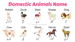 Domestic Animals Hin Eng Watch HD Mp4 Videos Download Free Domestic Animals Hin Eng Watch HD Mp4 Videos Download Free