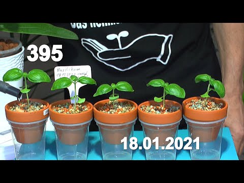 Zimmerpflanzen Klimbim mit Basilikum, Punica, Kannenpflanze, Zwergkrug, Bromelie und Efeutute Pictus