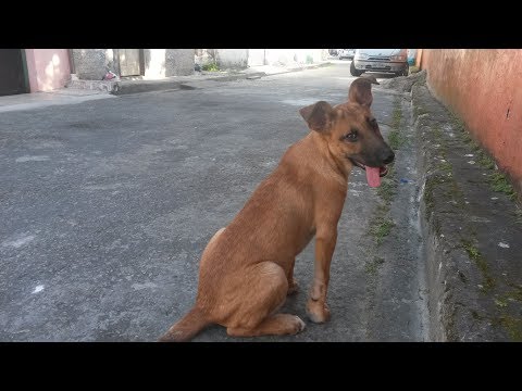 Levei meu cachorro na praia