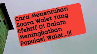 Download lagu Cara Menentukan Suara Walet Yang Efektif mp3