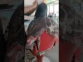 Indian Women Headshave In Barber Shop