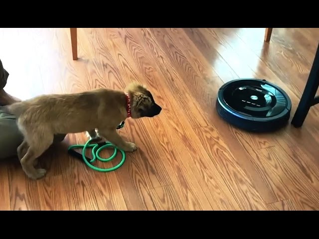 YouTube video preview