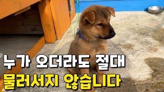 이 황구 진돗개 강아지는 끝까지 주인을 보호할 성품을 가지고 있습니다.