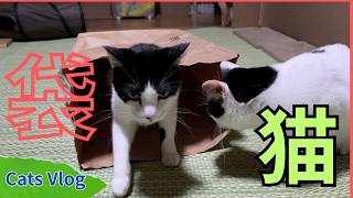 【CatsVlog】袋猫（Cat in a bag） #猫動画 #可愛い猫 #保護猫
