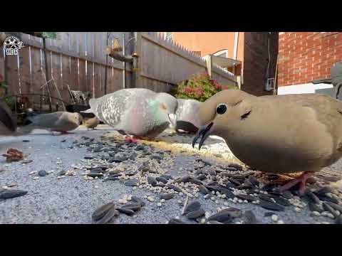 THESE BIRDS ARE ALWAYS EATING AS IF THIS IS THERE FIRST MEAL