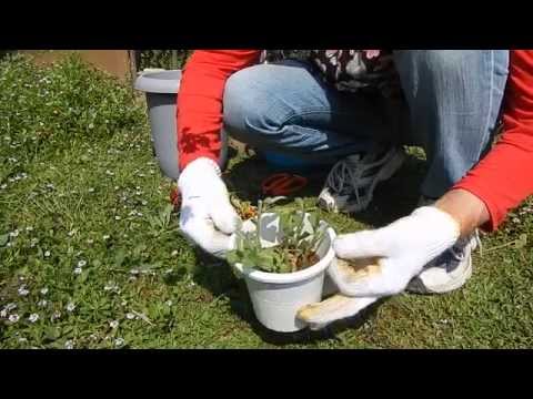 園芸 一般的なガイラルディア、ランス葉ガイラルディア、一般的なガイラルディア