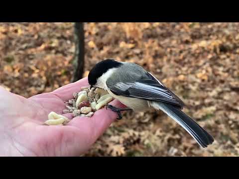Hand-feeding Birds in Slow Mo - Blue Jay, Tufted Titmice, Black-capped Chickadees