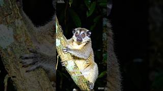 Download lagu Oces, the Javan Slow Loris That Is Active at Night! #Shorts mp3