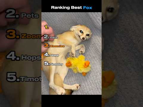 Ranking Best Fox #funnyanimals #ranking #fox #animals