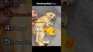 Classement du meilleur renard