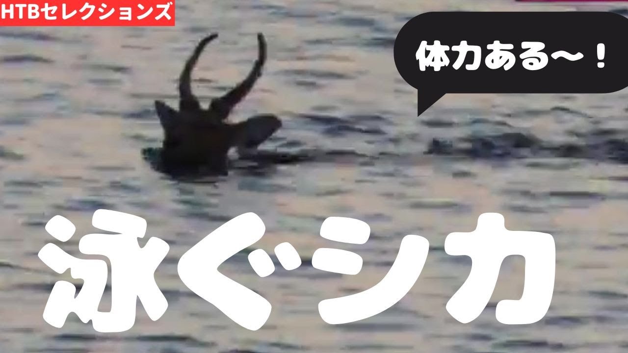 百聞は一見にシカず！海を泳ぐシカ！？