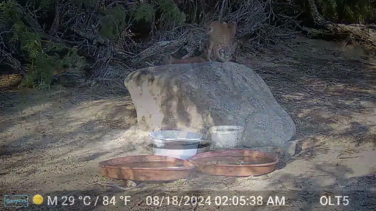 S2E12: Bobcat Kittens At Play (Part 1)