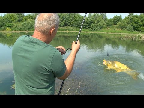 Pecanje soma, šarana i štuke kod Čačka - Zapadna Morava, jezero Samaila i Međuvršje FULL VIDEO