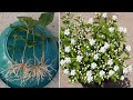 Easy Way To Grow Mogra Jasmine From Cuttings 100 Rooting Result Mogra Jasmine