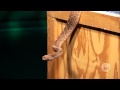 You Ve Got Donald Schultz On Snakes
