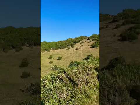 Muelle de las almas, Cucao, Chonchi, Isla Chiloé 📍🇨🇱
