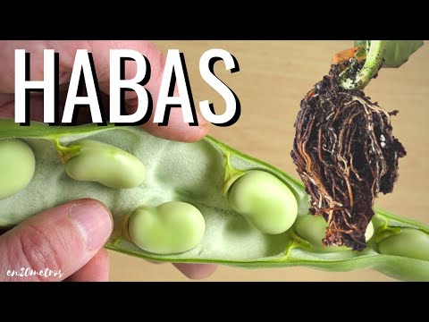 Cultivo de HABAS para comer o para aportar NITRÓGENO a la tierra || en20metros