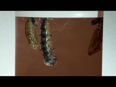 Painted Lady caterpillar to chrysalide