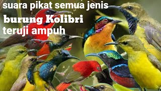 Download lagu suara pikat semua jenis burung Kolibri ribut terbukti ampuh 1 jam full mp3