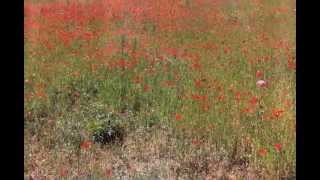 Pissing in the Wind by me&amp;JU (2008)