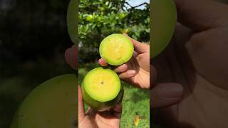 Download lagu Hayoo Siapa suka buah alpukat #alpukat #avocado mp3 Download lagu Hayoo Siapa suka buah alpukat #alpukat #avocado mp3