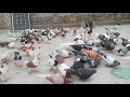 Rashid Tabsam Pigeons LKB Pigeons