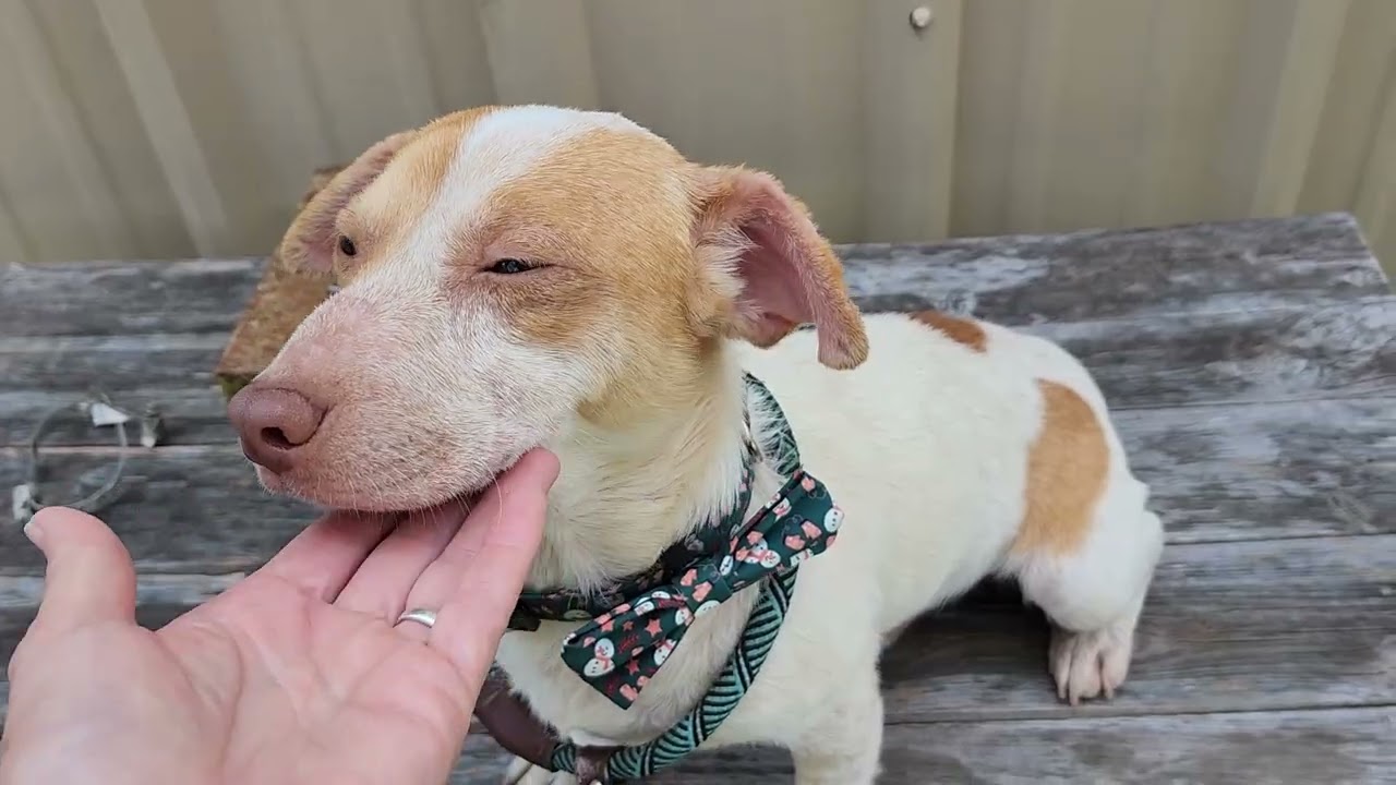 Enlarge Arty, a ADOPTABLE mixed breed in Bandera, TX video 1/5