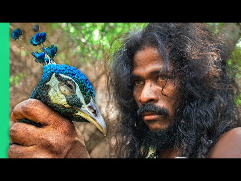 Sri Lankan Tribe Hunts Peacock!! 24 Hours With the Vedda!!