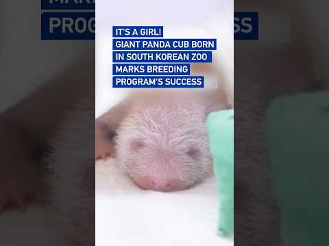 Giant panda cub born in South Korean zoo highlights breeding success