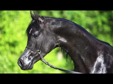 Nadi Al Khalediah - Black Stallion