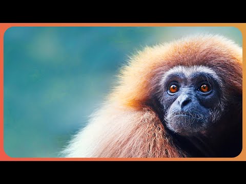 Protecting The Rare Gibbons Of Indonesia | 1000 Days For The Planet | Real Wild