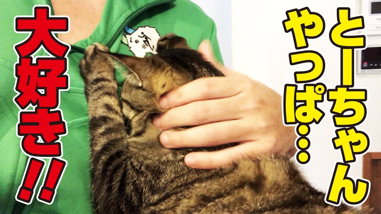 猫さんにこれでもかってぐらい甘えてこられる父！