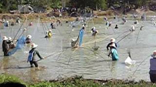 preview picture of video 'Fish free for all, Ban Nong Kung, Issan, Northeast Thailand'