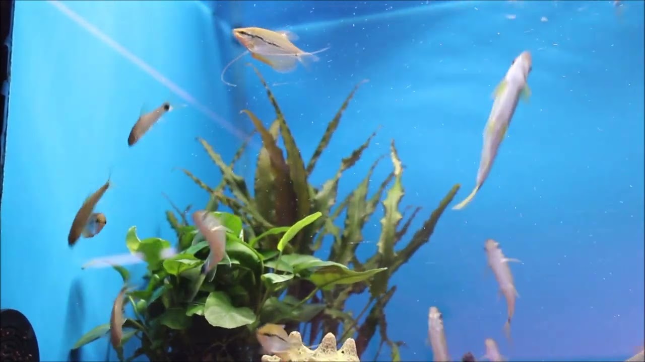 Netzpinselalgenfresser Crossocheilinus reticulatus, 6,49