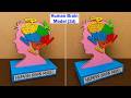 Human Brain Model 3d Making Diy Biology Project Craftpiller