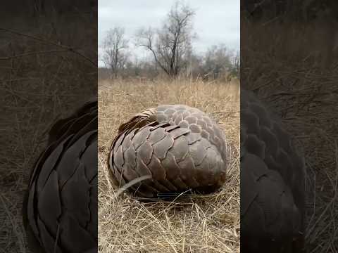 Qabar Ka Biju Cameray Ma Record Ho Gya #viralvideo #ytshorts #shortsvideo #shorts #urdu #hindi