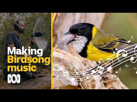 Making birdsong music Amazing Australia ABC Australia
