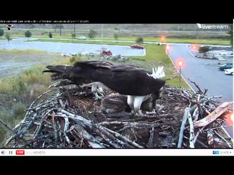 2012 Hellgate Canyon Osprey Cam_07112012_559AM