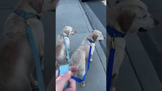 Video preview image #1 Labrador Retriever Puppy For Sale in Los Angeles, CA, USA