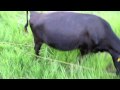 Cow Eating Grass And Pooping