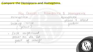 Compare the Hemiptera and Homoptera.