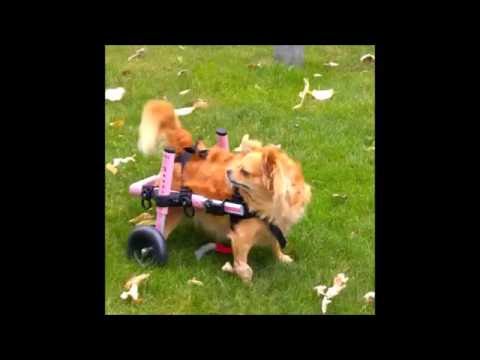 Mobility Dogs!