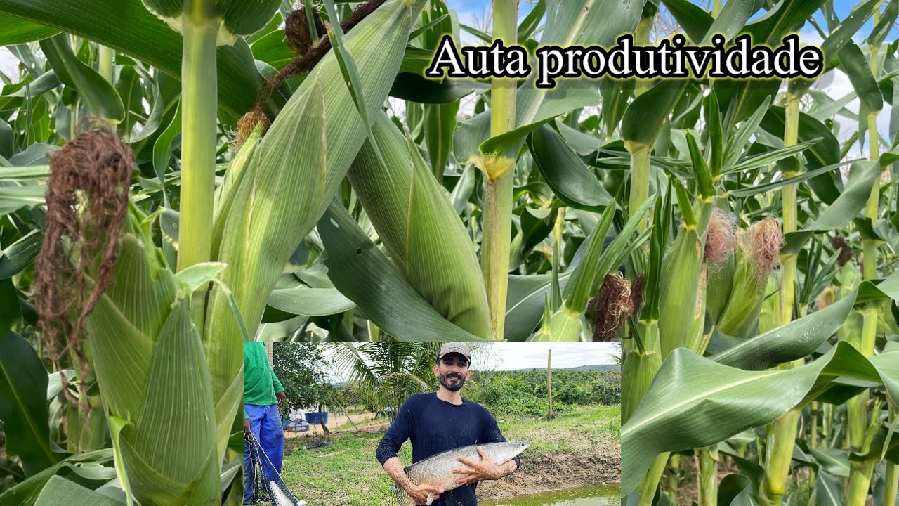 Sítio produtivo/ do milho ao pirarucu