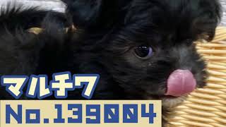 ハーフ犬の動画01