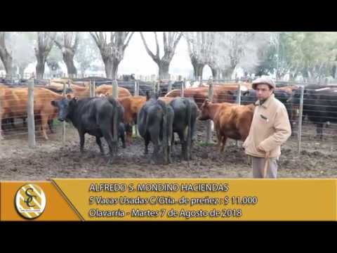 07-08-18 Venta de Vientres - Alfredo S. Mondino Haciendas - Olavarria.